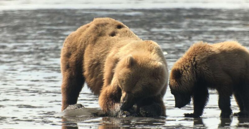 Alaska 9 Day Ocean Wildlife to Interior Wilderness Adventure - Wildlife Experiences