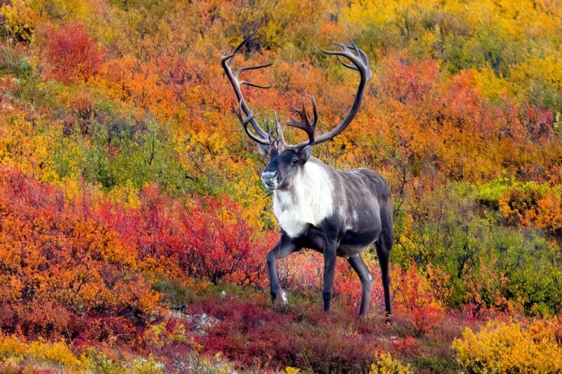 Alaska 9 Day Ocean Wildlife to Interior Wilderness Adventure - Kenai Fjords National Park
