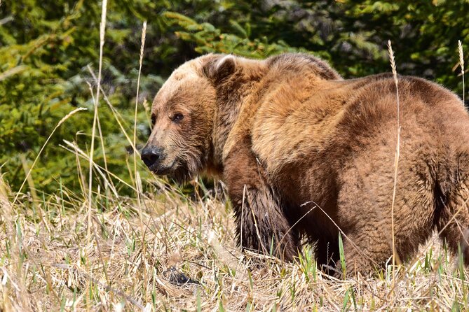 Alaska Bear Viewing Adventure From Seward - Guided Hiking