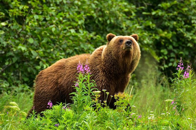 Alaska Bear Viewing Adventure From Seward - Inclusions