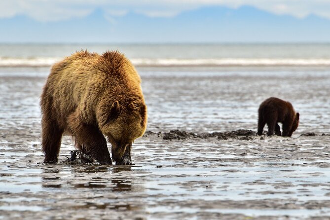 Alaska Bear Viewing Adventure From Seward - Health Restrictions