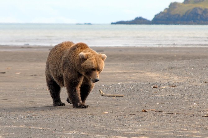 Alaska Bear-Viewing Day Trip From Homer - Meeting and Pickup Details