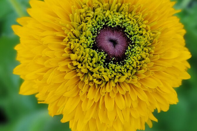 Alaska Botanical Garden & City View Tour - Frequently Asked Questions