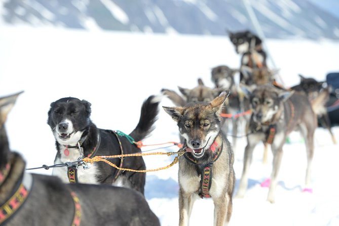 Alaska Helicopter and Glacier Dogsled Tour - ANCHORAGE AREA - Seasonal Services