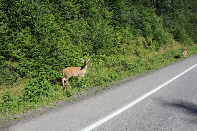 Alaska Native Cultural Immersion Experience and Ketchikan Tour - Logistics