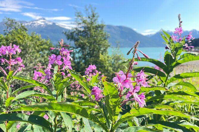 Alaska Nature Immersion: Forest Therapy Tour in Haines, Alaska - The Sum Up