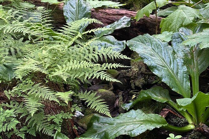Alaska Nature Immersion: Forest Therapy Tour in Haines, Alaska - FAQ