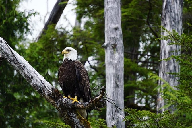 Alaska Ocean Wilderness Expedition - Highlights and Activities