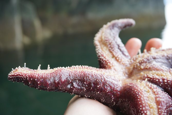 Alaska Ocean Wilderness Expedition - Zodiac Expedition Experience