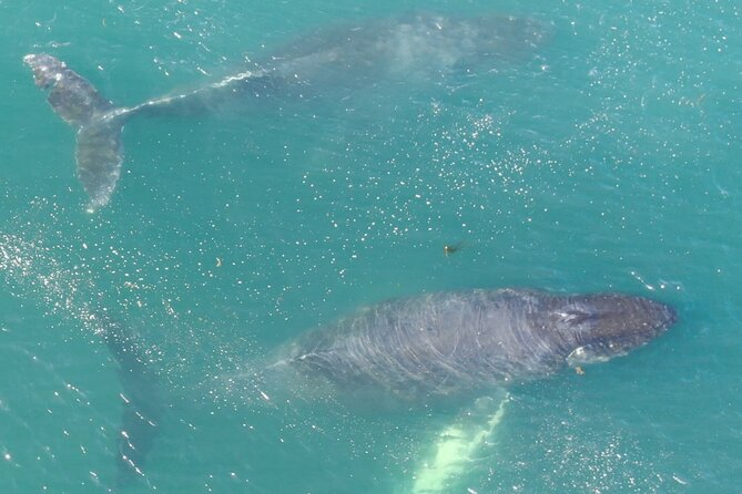 Alaska Whale Watching With Bonus Drone Viewing of Whales - Inclusions and Amenities