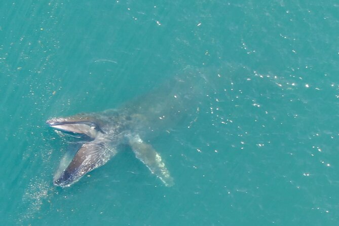 Alaska Whale Watching With Bonus Drone Viewing of Whales - Viewing Whales and Wildlife