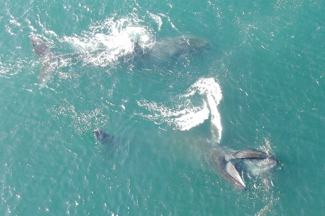 Alaska Whale Watching With Bonus Drone Viewing of Whales - Personalized Small Group Experience