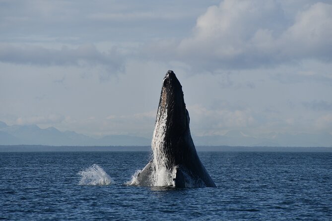 Alaska Whale Watching With Bonus Drone Viewing of Whales - Drone Footage Provided