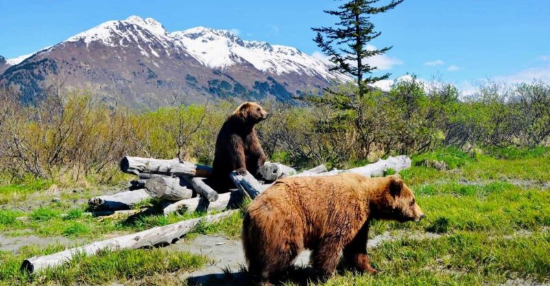 Alaska Wildlife Conservation Center: Admission Ticket - Key Points