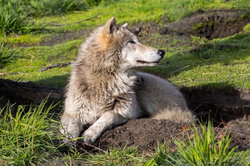Alaska Wildlife Conservation Center: Admission Ticket - Mission and Animal Care