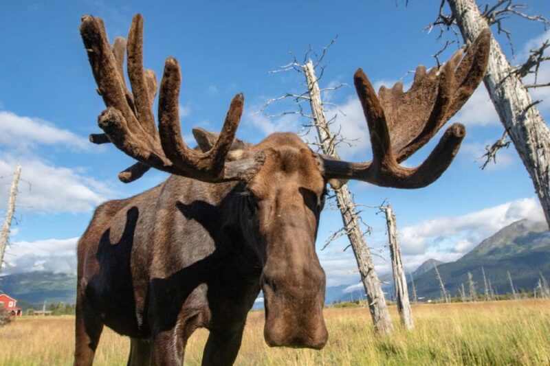 Alaska Wildlife Conservation Center: Admission Ticket - Seasonal Activities and Exploration