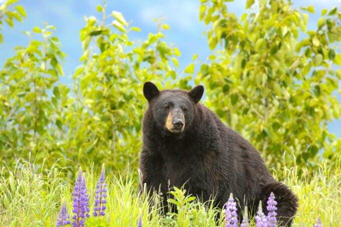Alaska Wildlife Conservation Center: Admission Ticket - Customer Reviews Overview