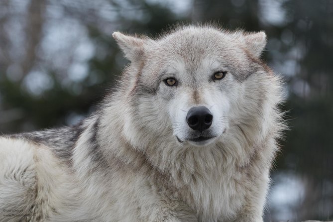 Alaska Wildlife Day Tour With Free Hotel Pickup - Tour Logistics