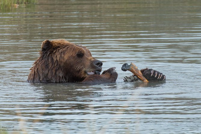Alaska Wildlife Day Tour With Free Hotel Pickup - Discover Natural Beauty