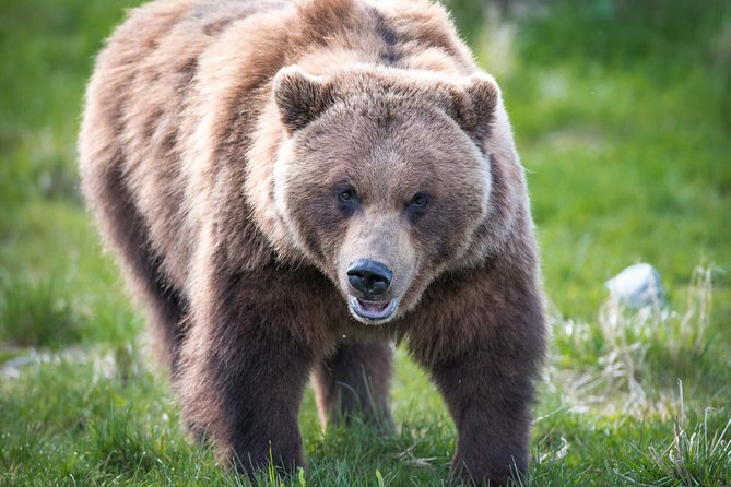 Alaska Wildlife Tour - Wildlife Sightings
