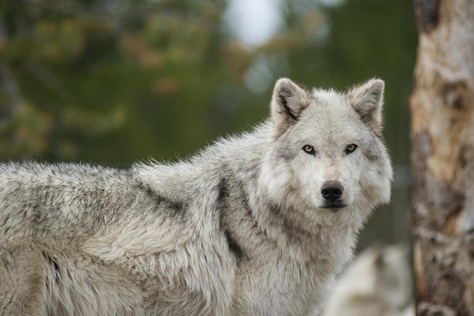 Alaska Wildlife Tour - Tour Inclusions