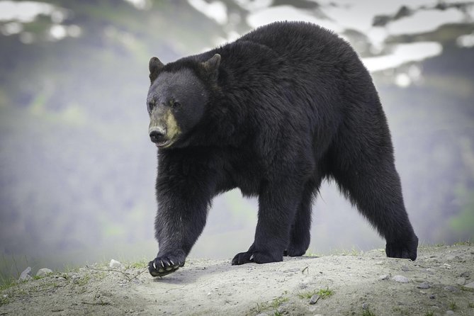 Alaska Wildlife Tour - Tour Details