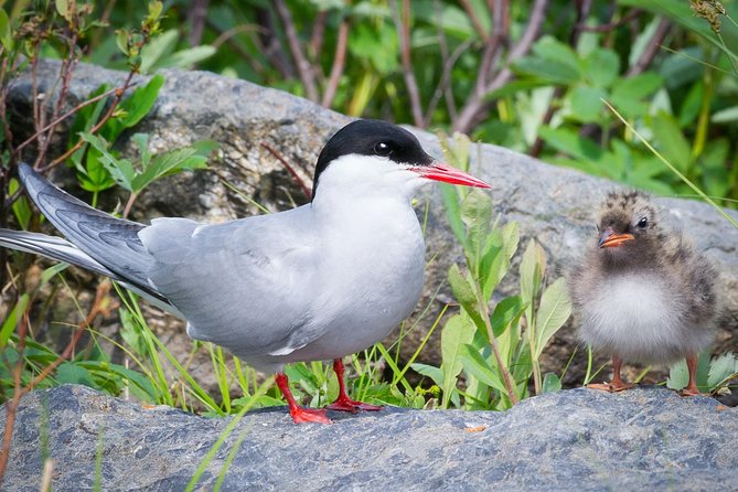 Alaska Wildlife Tour - Getting to the Tour