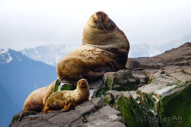 Alaska Wildlife Tour in Kachemak Bay - Booking and Logistics Information