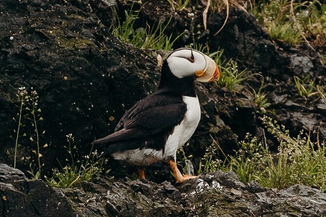 Alaska Wildlife Tour in Kachemak Bay - Praise for the Tour Captains