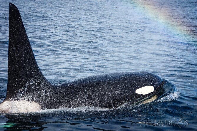 Alaska Wildlife Tour in Kachemak Bay - Exploring the Beauty of Homer, Alaska