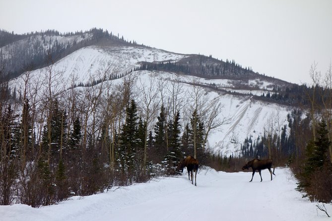 Alaskan Back Country Side by Side ATV Adventure With Meal - Recommended and Not Recommended