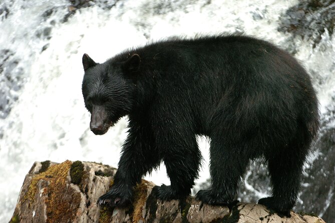 Alaskan Bear Encounter by Land & Sea - Activity Duration and Dates