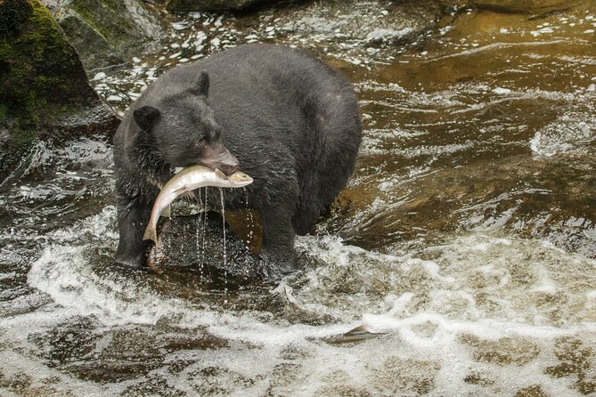 Alaskan Bear Encounter by Land & Sea - Group Size Limit
