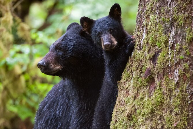 Alaskan Bear Encounter by Land & Sea - Pricing and Cancellation Policy