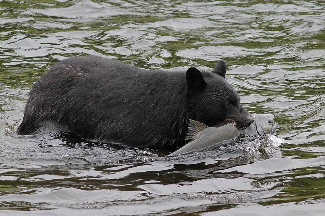 Alaskan Bear Encounter by Land & Sea - Confirmation and Booking Process