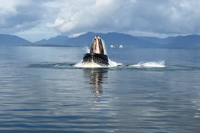 Alaskan Bear Encounter by Land & Sea - What to Expect on the Tour