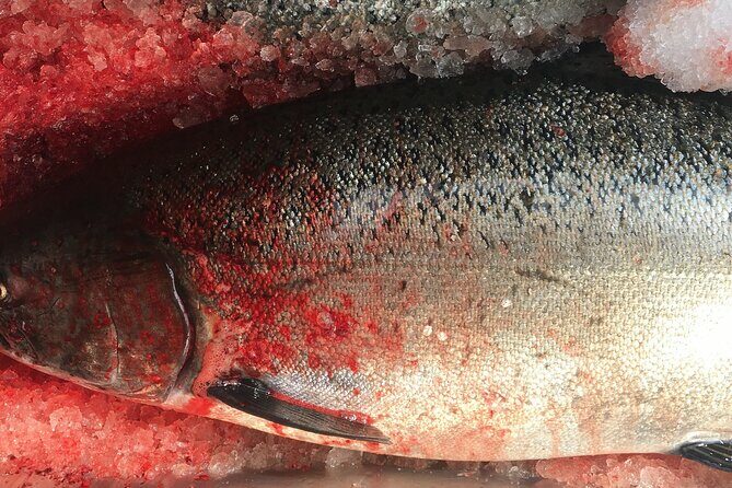 Alaskan Salmon Fishing with optional Adaptive Gear - Key Points