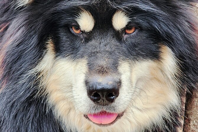 Alaskan Sled Dog Excursion in Fairbanks - Exploring the Fairbanks Countryside