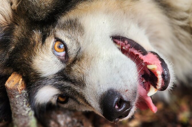 Alaskan Sled Dog Excursion in Fairbanks - Refreshments and Snacks Provided