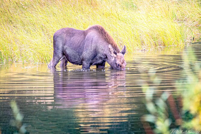 Alaskas Majestic Midnight Sun Photo Tour - Capturing the Midnight Sun