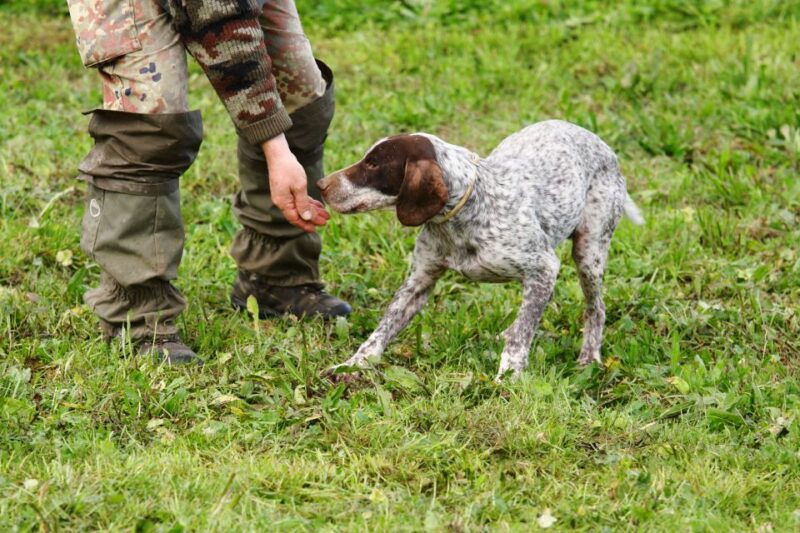 Alba: Truffle Hunting With Cheese, Truffle, & Wine Tastings - Truffle Hunting Overview