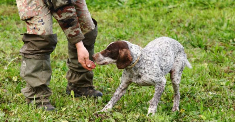 Alba: Truffle Hunting With Cheese, Truffle, & Wine Tastings - Winery Tour and Tasting