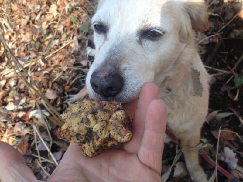Alba: Truffle Hunting With Cheese, Truffle, & Wine Tastings - Frequently Asked Questions