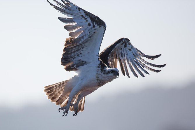 Albany Wildlife and Scenic Cruise - Key Points