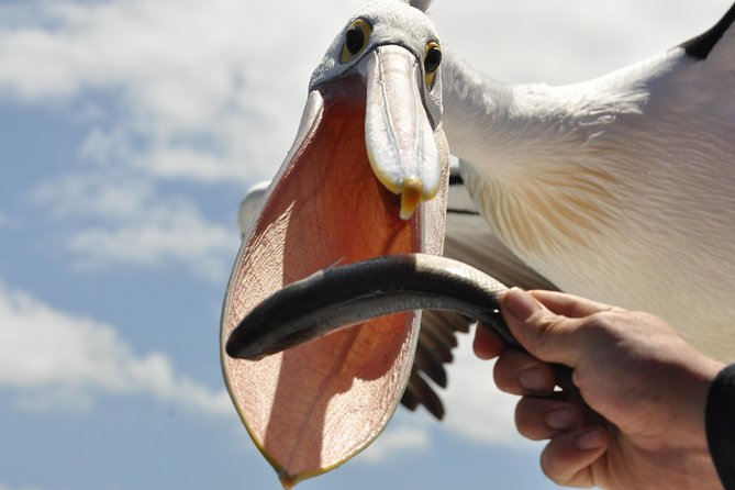 Albany Wildlife and Scenic Cruise - Tour Details