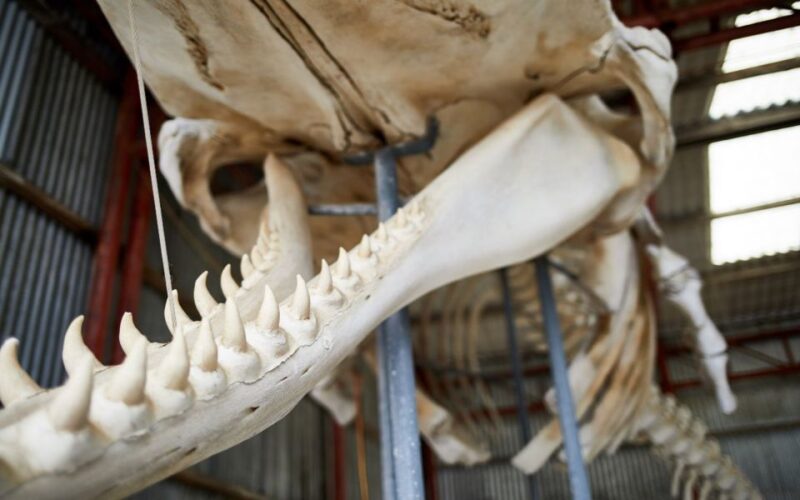 Albanys Whale Story - Key Points