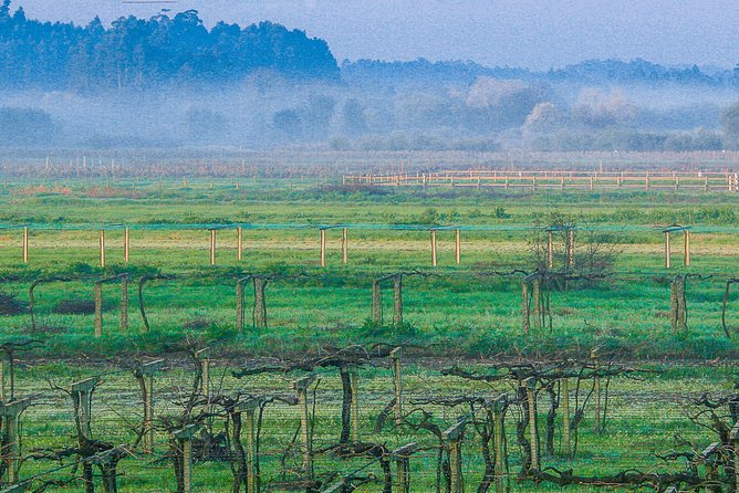 Albariño Private Wine Tour From Santiago De Compostela - Exploring Rías Baixas