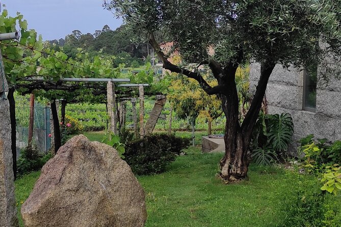 Albariño Private Wine Tour in Rias Baixas - Boat Ride to Winery
