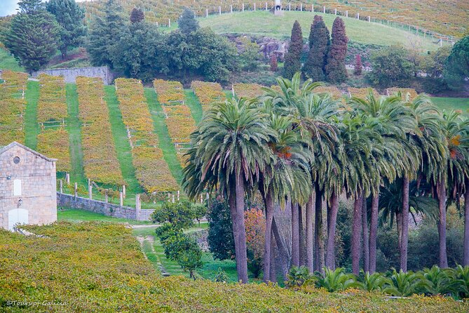 Albariño Trails Private Wine Tour/Shore Excursion From Vigo - Insights From Knowledgeable Guide