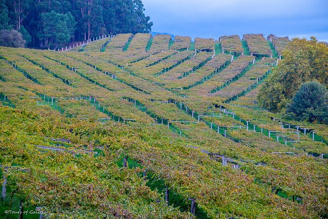 Albariño Trails Private Wine Tour/Shore Excursion From Vigo - Scenic Drive and Waterfront Lunch